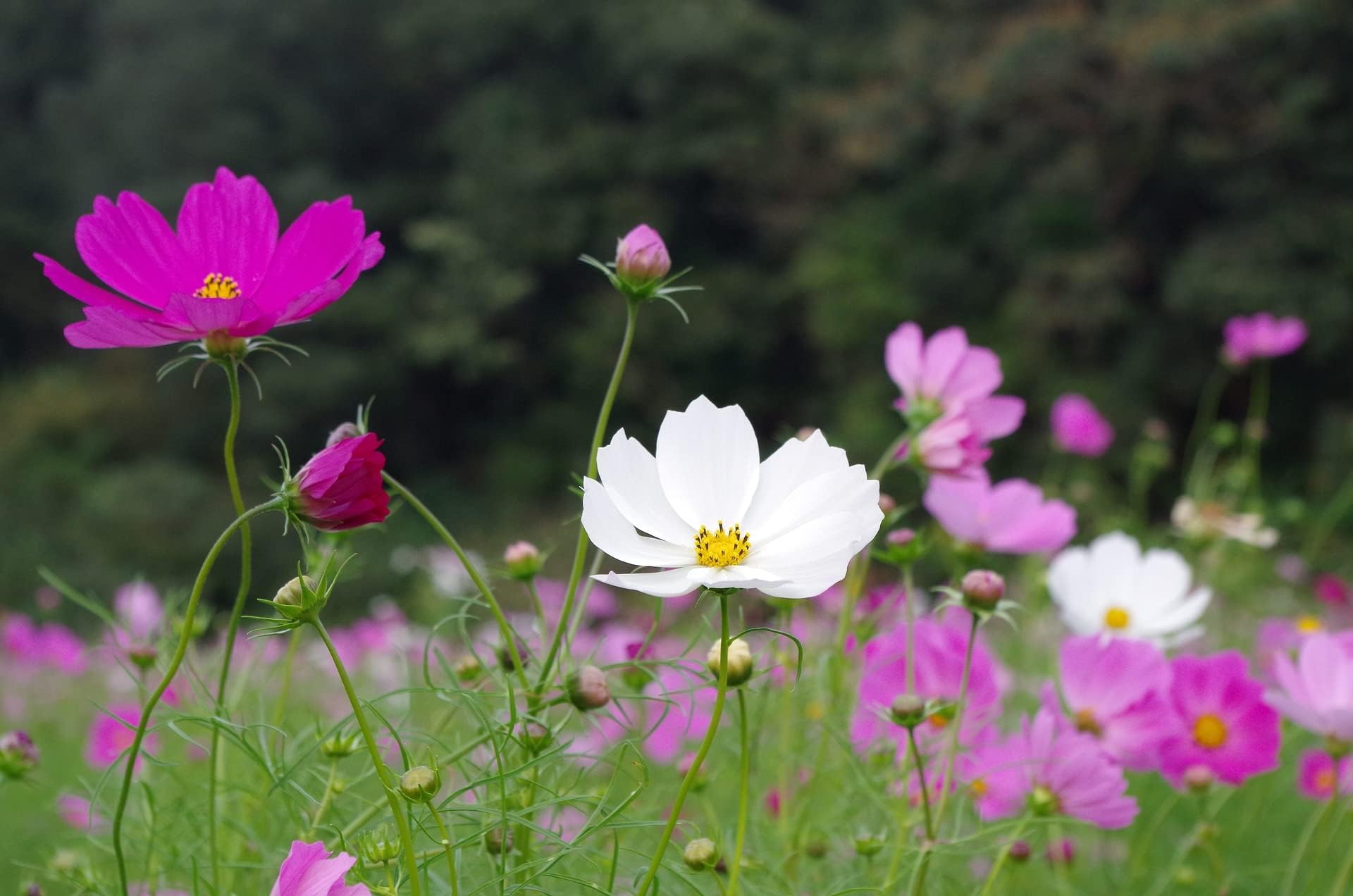 Summer Sensation Cosmos Cosmos bipinnatus Mix Live Plants