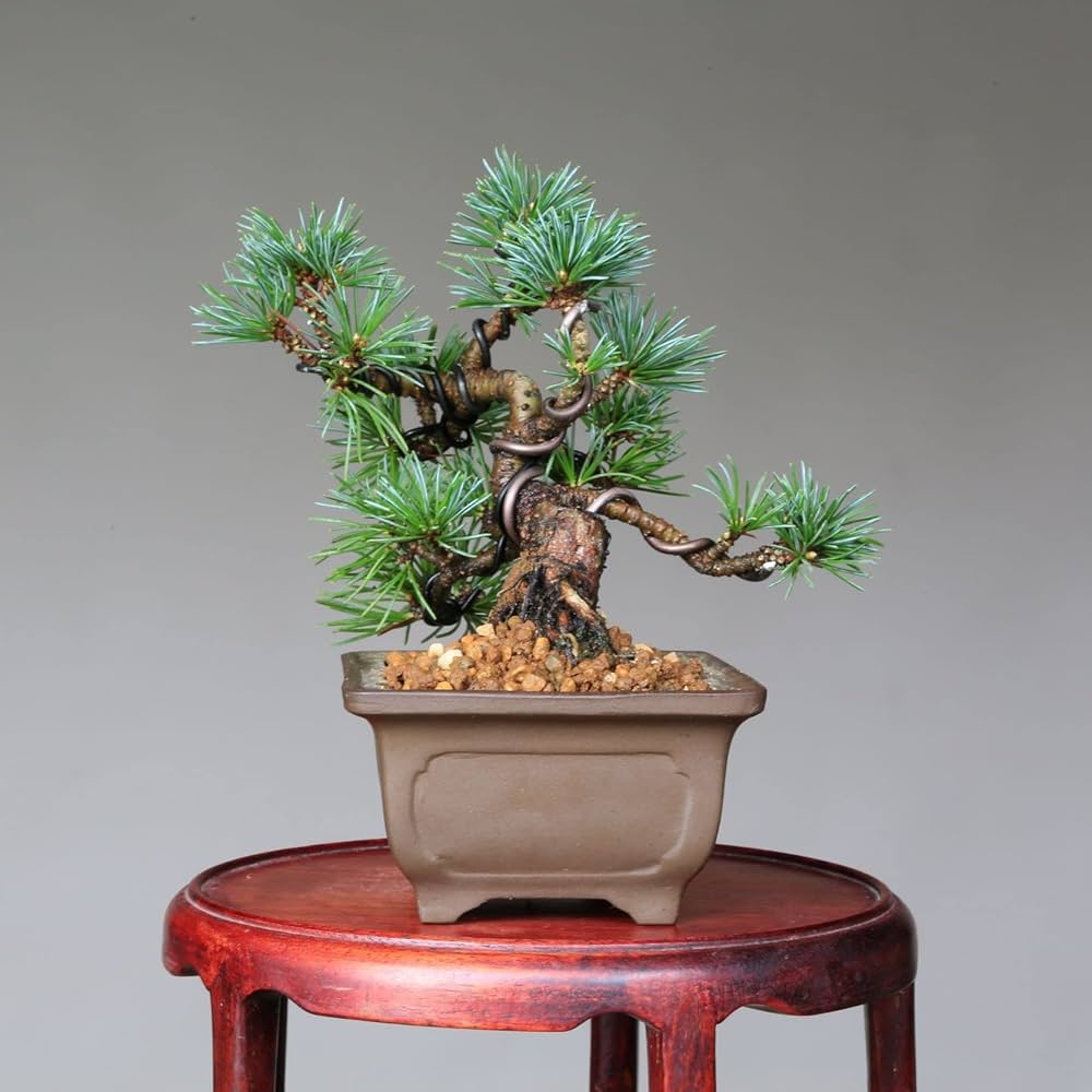 那須五葉松盆栽 Amazon.co.jp: 那須五葉松 『那須茜』ミニ盆栽 【泰寿園 Online