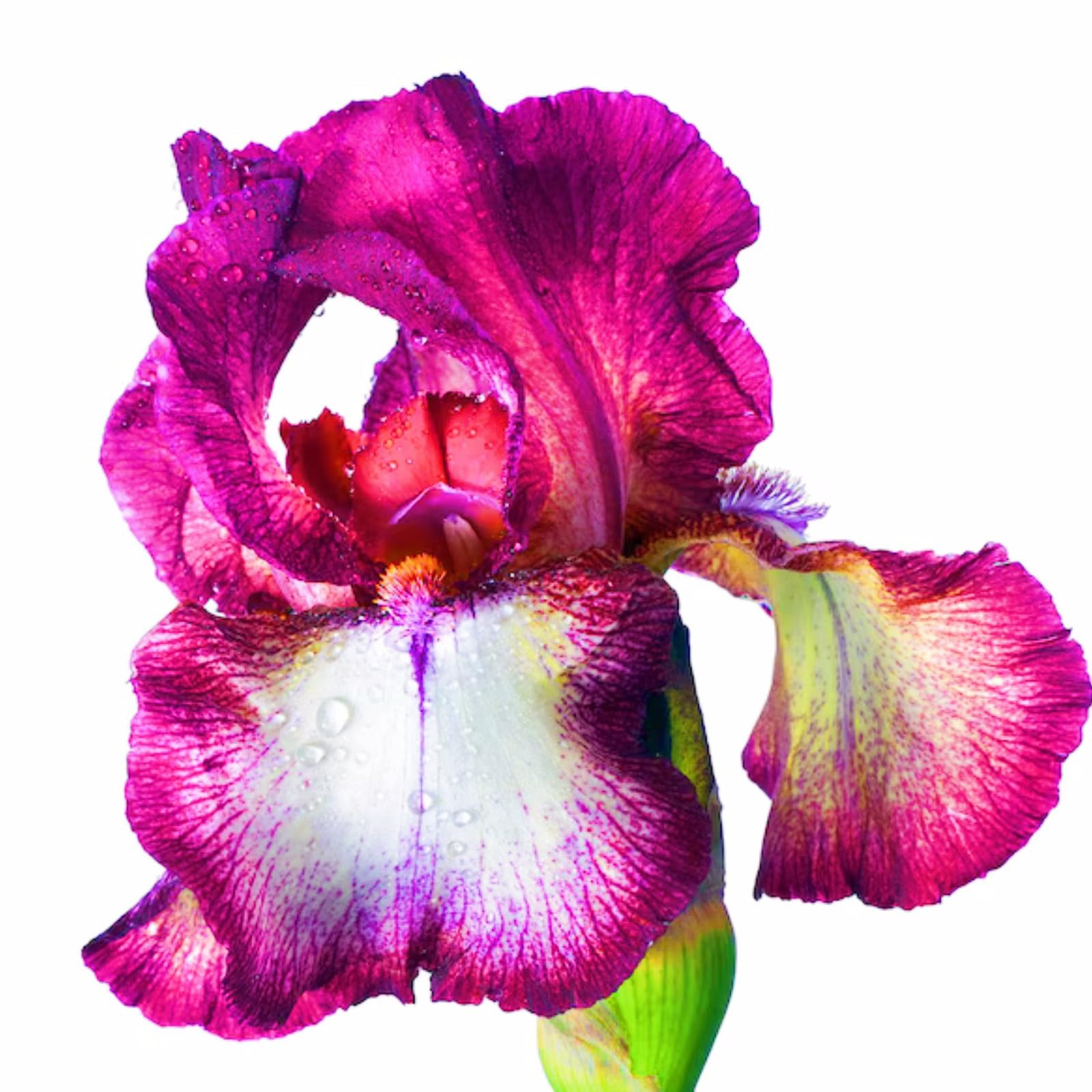 Garden Flowers, Plant Bulbs, Wedding, Iris Bulbs for Planting Now UK, Natural Organic, Greening Flower, Hardy Perennial, Iris Bulbs,-10bulb-c