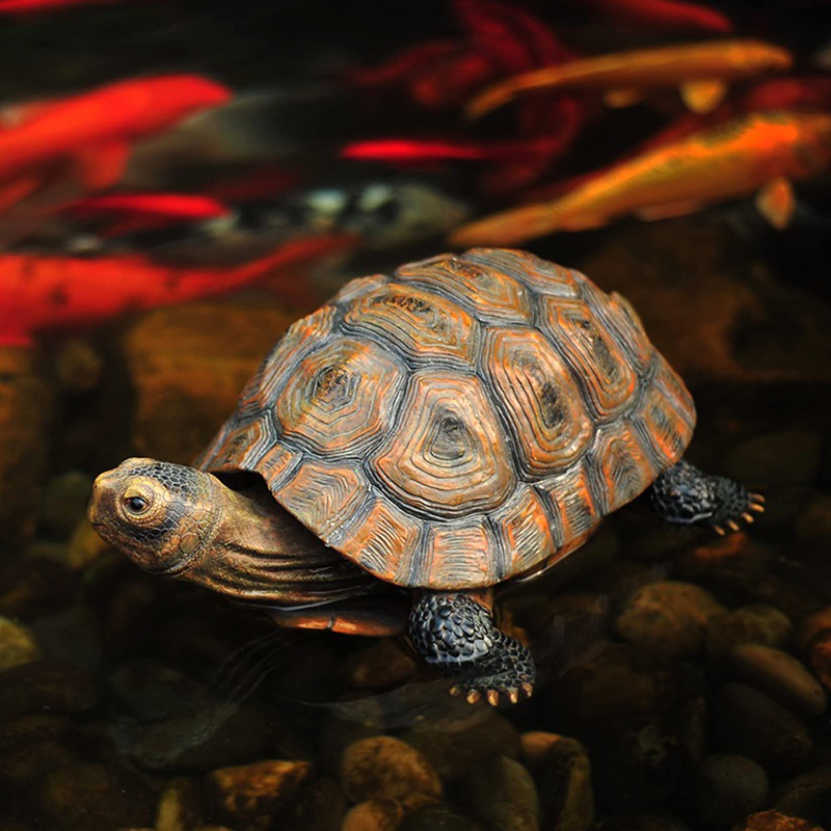 Amazon.co.jp: LxRx9 タイプ 亀の置物 かめ カメ タートル 動物 置物