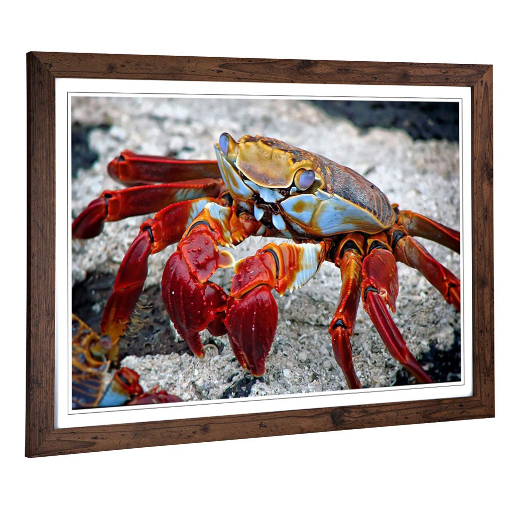 Big Box Art Framed Print of Crab Design | Wall Art Picture | Home Decor for Kitchen, Living, Dining Room, Lounge, Bedroom, Hallway, Office, Walnut, A2 / 24.5x18 Inch / 62x45cm