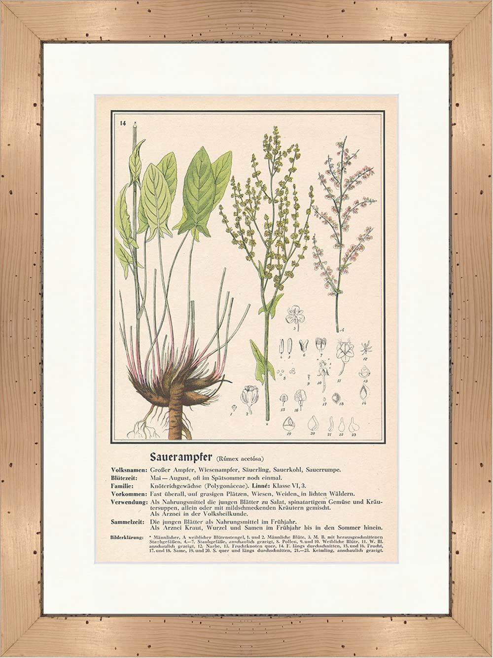 Biller AntikRumex Acetosa Medical Herbs 086 Framed