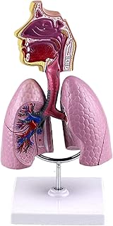 Study Model Human Respiratory System Model - Human Internal Organs Nasopharyngeal Anatomy Respiratory Lung Structure Model - Removable Human Organ Anatomical Anatomy Model SaiFei
