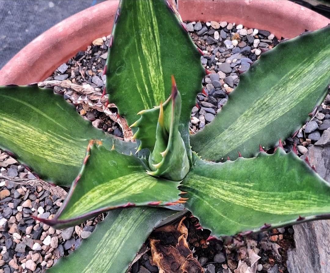 フェロックス 白中斑 フェロックス錦 斑入り アガベ ferox 【公式通販】