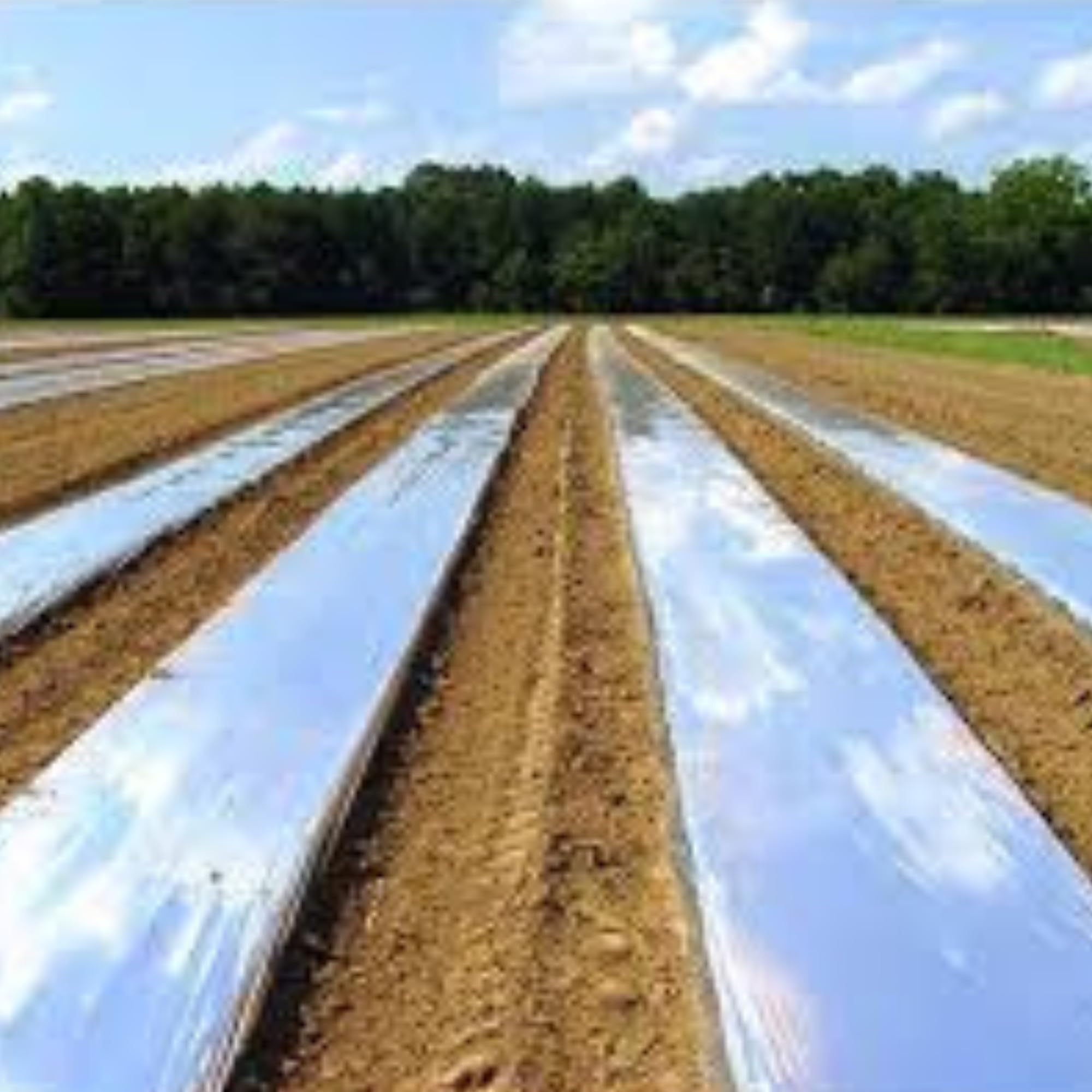 Mulching Paper - Weed Control & Crop Yields -2
