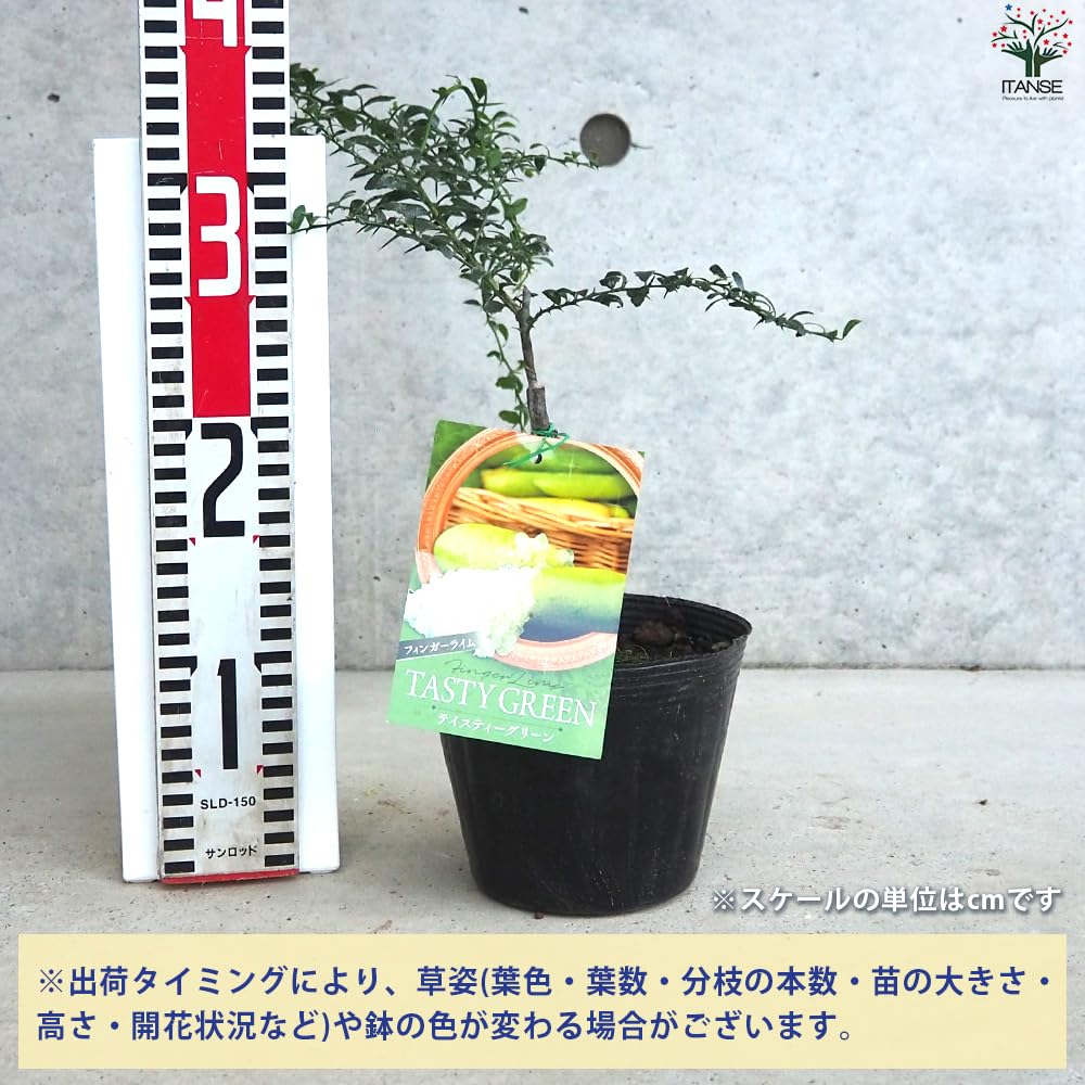 Amazon.co.jp: ITANSE: フィンガーライム