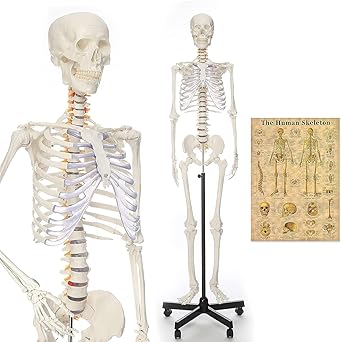 RONTEN Human Skeleton Model, Anatomical Skeleton lifesize 70.8 in, Including Booth + Cover + Poster