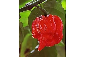 Trinidad Scorpion Butch T HOT Pepper Seeds