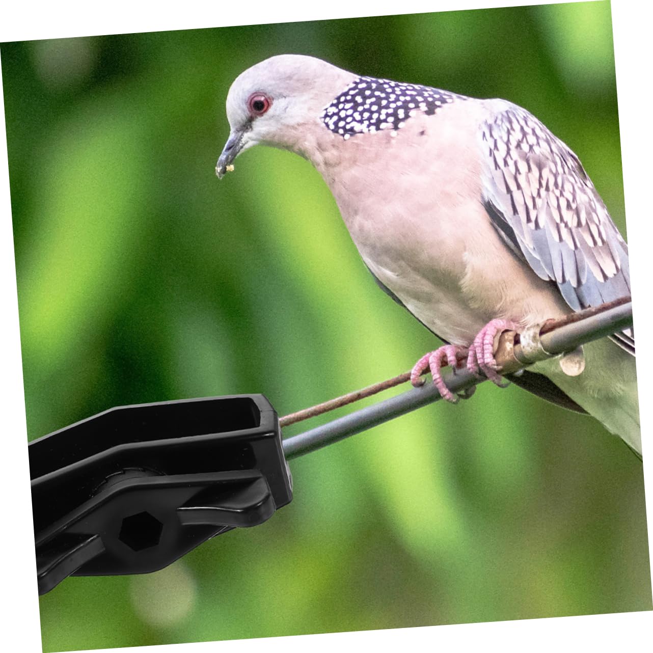 Toddmomy 32pièces Tendeur De Câble Métallique Multi-Fonction pour Clôture De Jardin Résistant Et Portable Outil De Tension pour Corde Et Fil