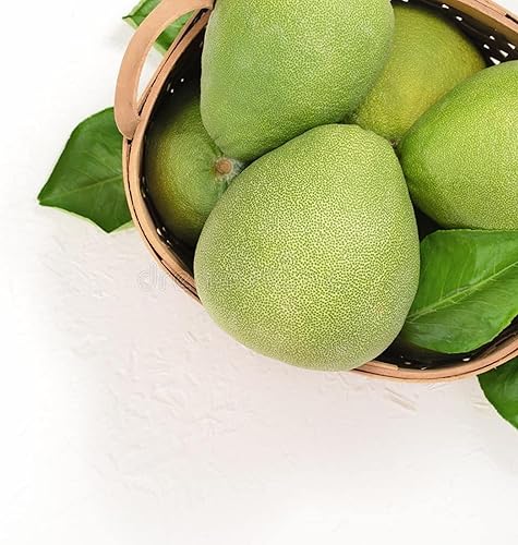 Miniatura 4 de CHUXAY GARDEN Hardy Mini Pummello Pomelo Semillas de árbol 10 semillas de cítricos Maxima Dulces Saludables Regalos de Jardinería