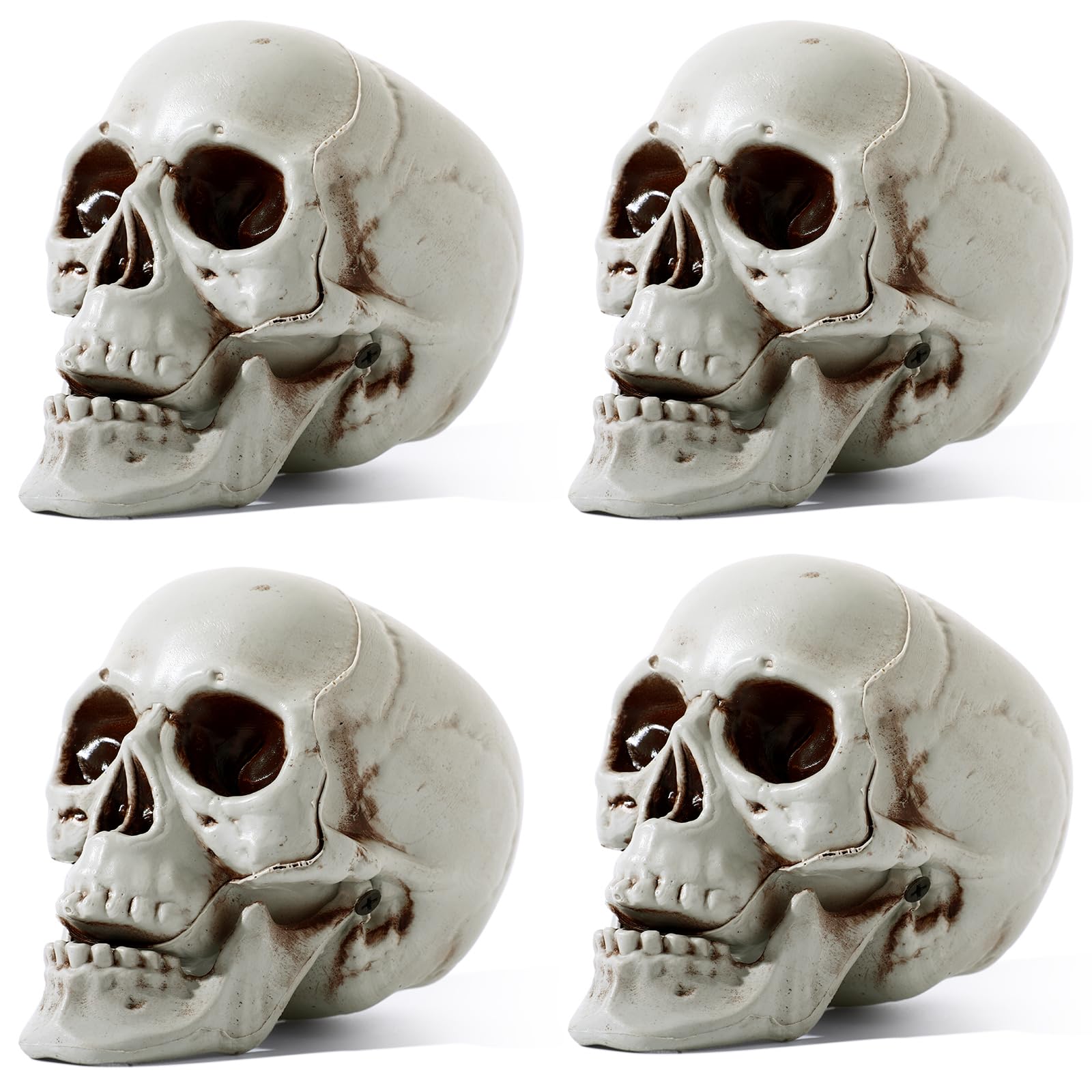 Sratte 4 Pcs Halloween Human Skull Model Adult Plastic Skull Decor Fake Head Decorations Realistic Head Bone Model Human Skeleton Statue (5.1 Inch)
