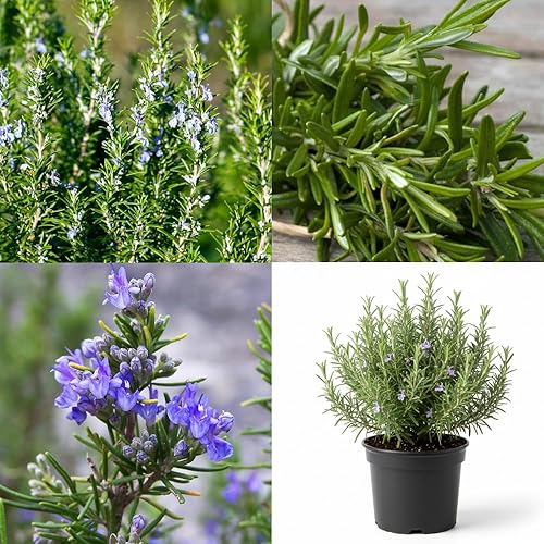 Planta de romero, plantas fragantes de romero viven en maceta, plantas de arbusto de hierbas vivas de 4 a 8 pulgadas de alto para plantar, jardín