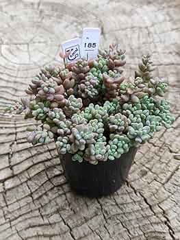 調整中 多肉植物 2個セット ちまちま 寄せ植え 抜き苗 パープルヘイズ ❤ 調整中 多肉植物 2個セット ちまちま 寄せ植え 抜き苗 パープル