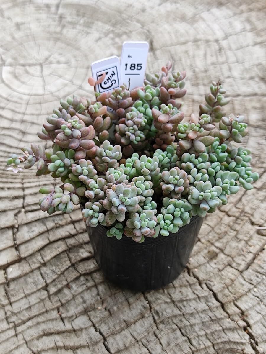 Amazon.co.jp: てっちん多肉植物セダム『パープルヘイズ』185 : ホーム