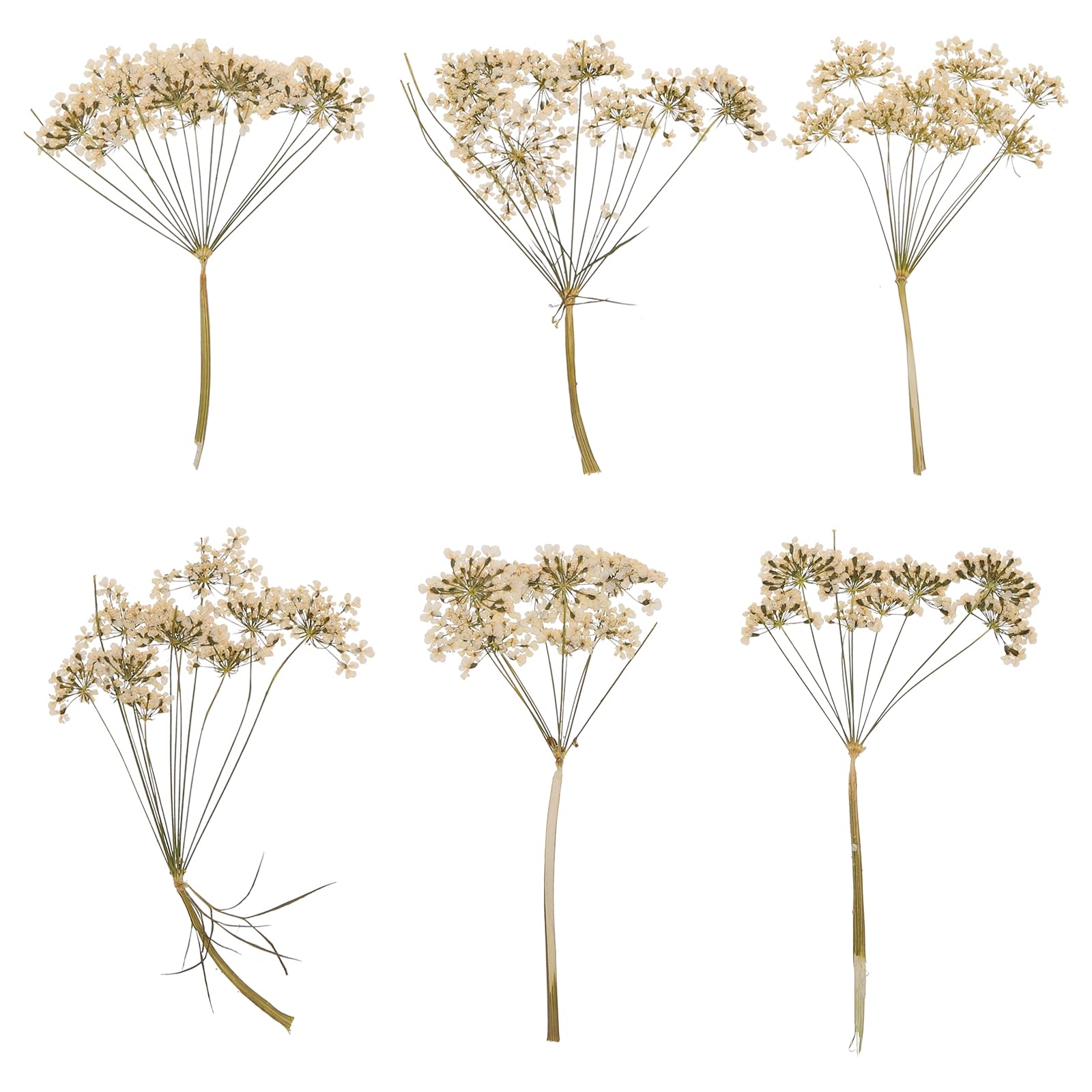 sourcing map 6 Pcs Natural Dried Pressed Flowers for Craft, Lace Real Pressed Dried Flowers Colorful Bouquets for Resin Moulds DIY Scrapbooking Candle Jewelry Making, White