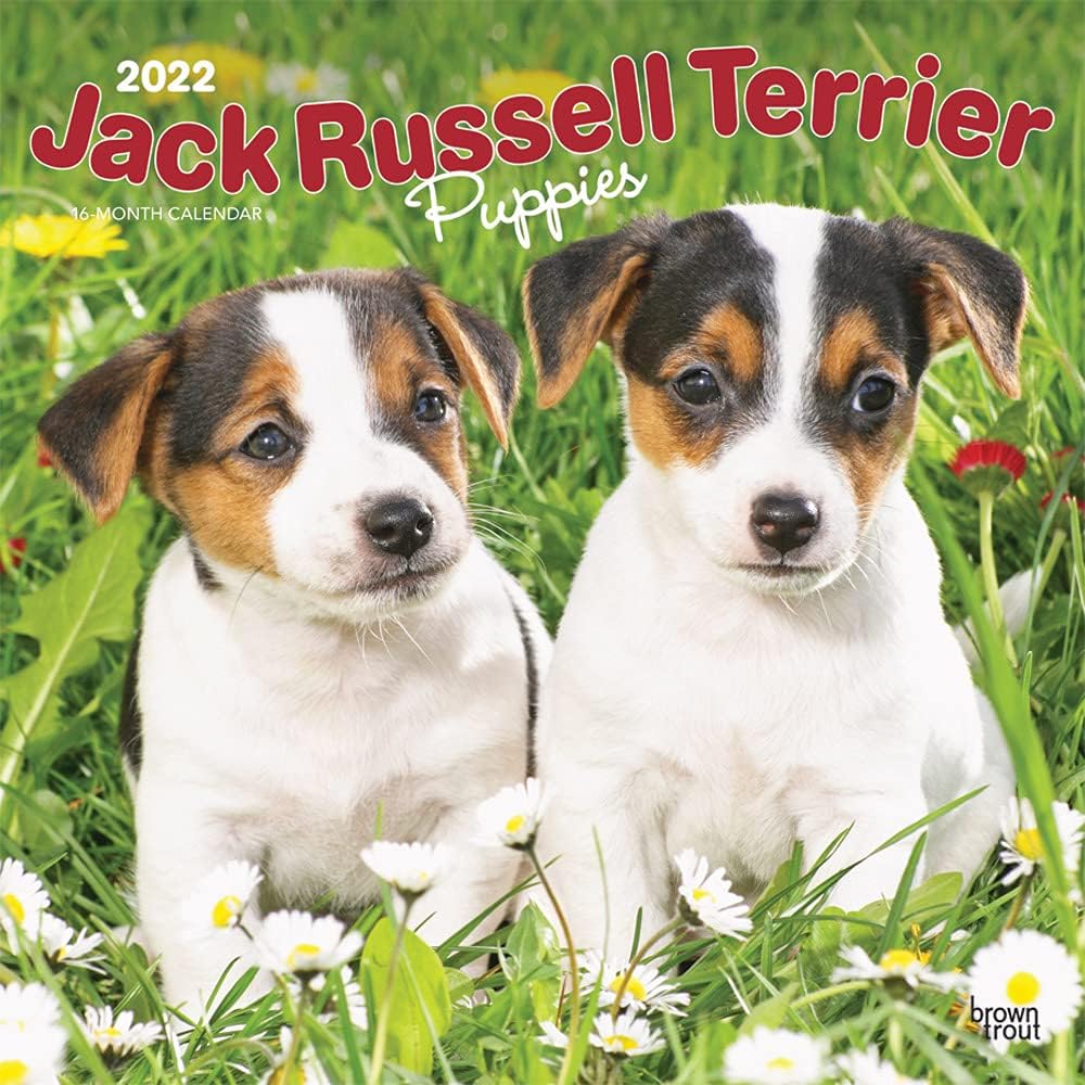 Amazon Jack Russell Terrier Puppies 2022 Wall Calendar Square (ジャック