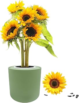 The Environet Indoor Planting Kit, Sunflower Mardi Gras Blend Complete Grow Kit with Green Ceramic Pot and 3 Soil Wafers, Ideal Gift for Gardeners and Plant Lovers
