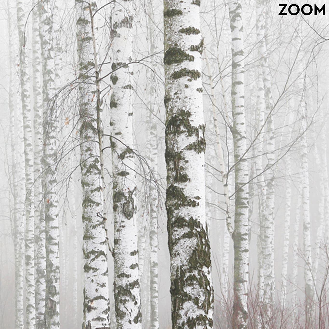 Feeby Papel Pintado Bosque Árboles 350x245 cm Gris Fotomurales Decoración De Paredes Moderna Casa Oficina Despacho Cuarto De Invitados Naturaleza Abedules Niebla