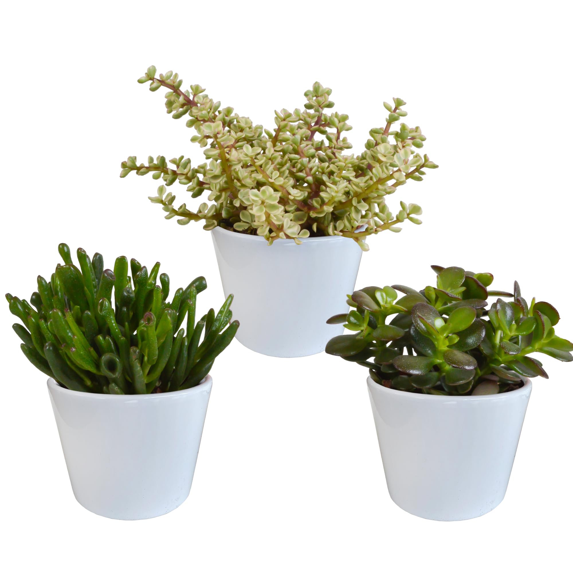Mix di Piante Grasse Crassula da Interno con Vaso Bianco, Set da 3, 10.5 cm