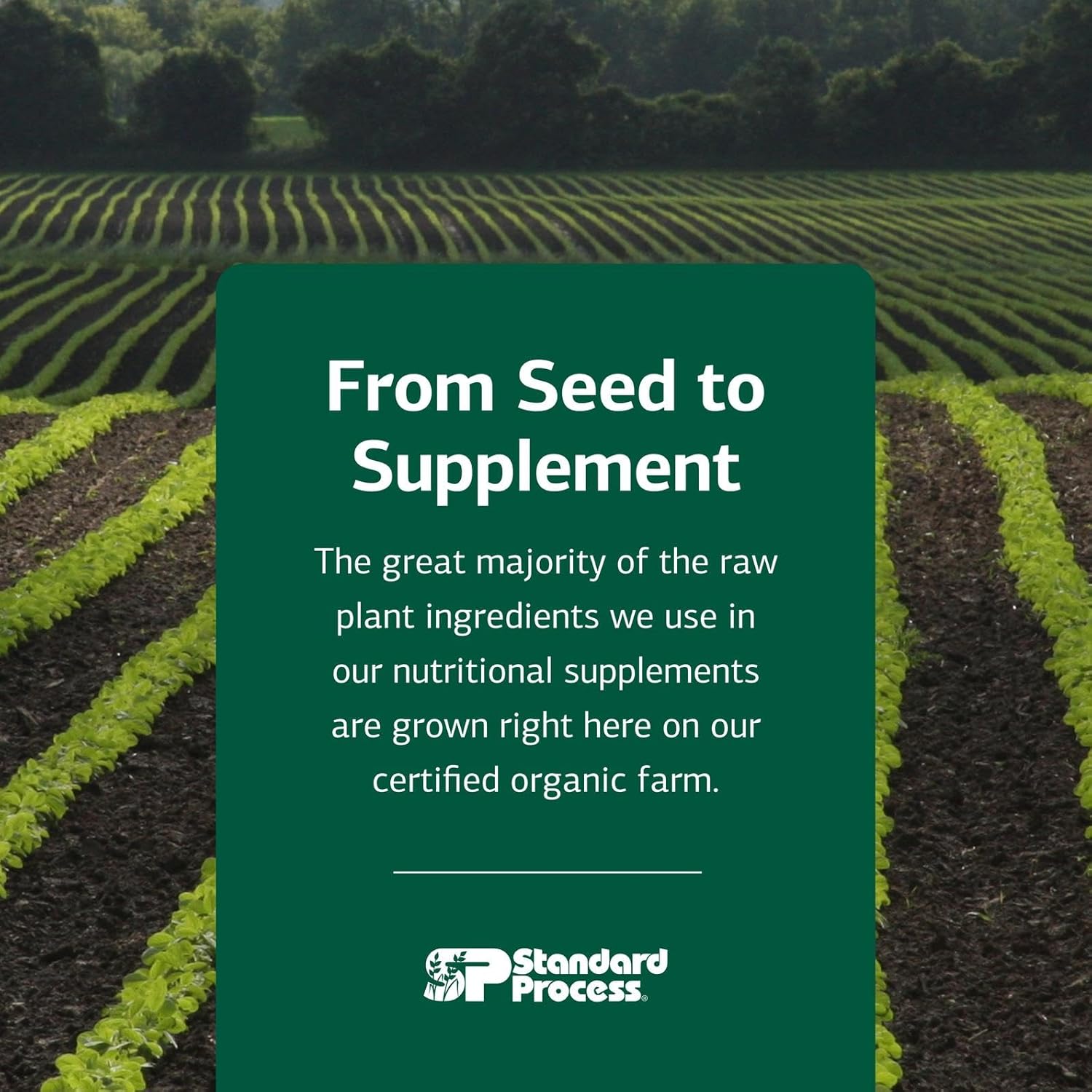 Standard Process Inc. Echinacea-C - Suporte Imunológico e Sanguíneo à ...