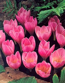 Bolly Bulbs® Autumn Flowering Crocus 'Kotschyanus' x 10 Bulbs.
