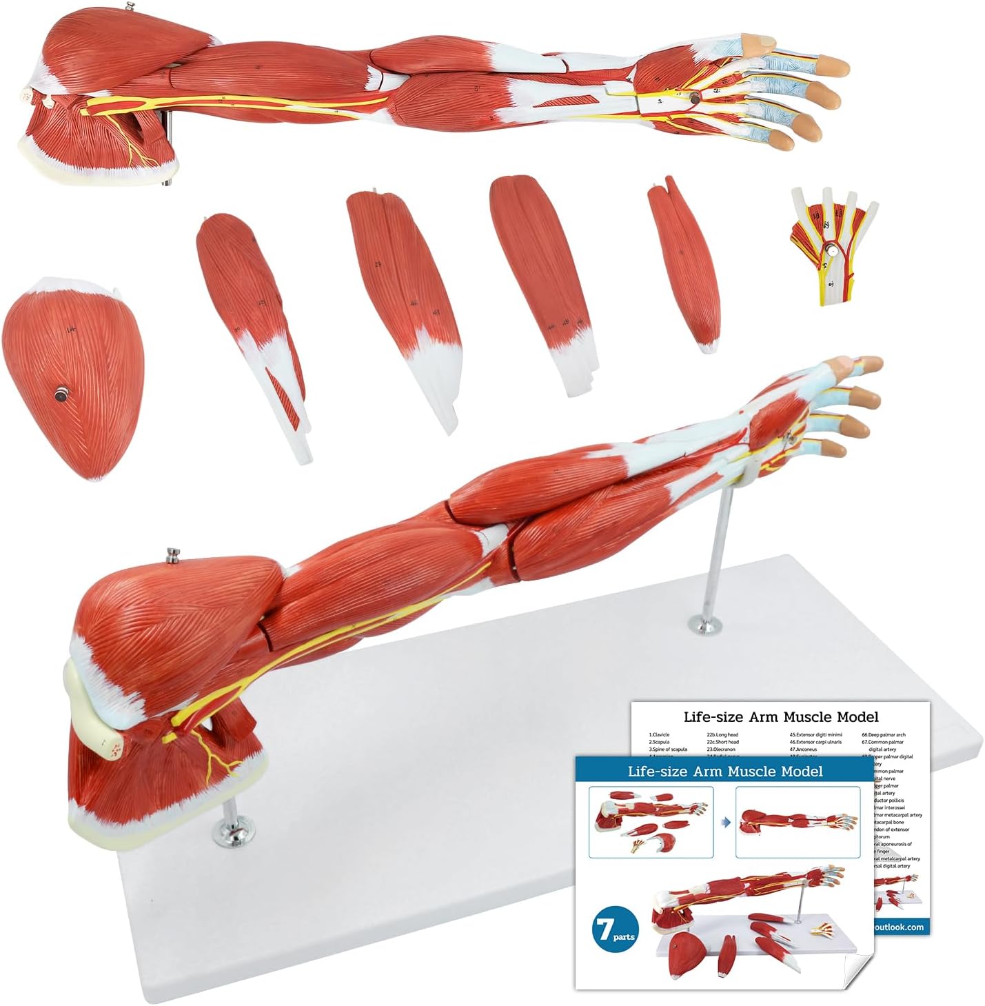 JNMFTD Human Arm Anatomical Muscle Model，Life Size 7 Parts Removable Upper Limb Shoulder Bone Elbow Artery Forearm Hand with Product Manual Card PVC Base for Study Teaching Medical Model Educational