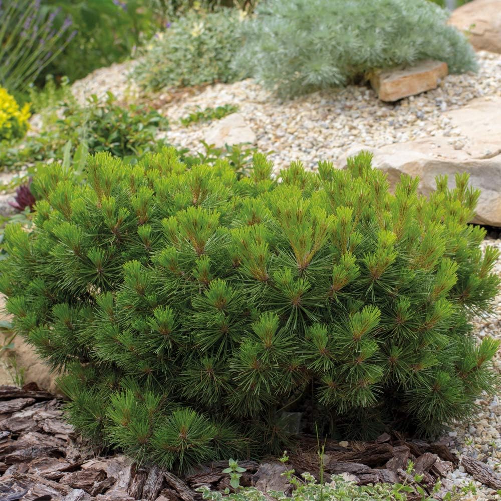 Thompson & Morgan Hardy Tree Dwarf Mountain Pine ‘Pumilio Group’, Evergreen Potted Garden Plants, Ideal for Cottage Gardens, Patio and Containers (3 x 3 Litre Pot)