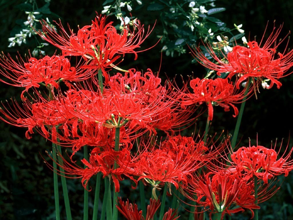 Bulbs in hand