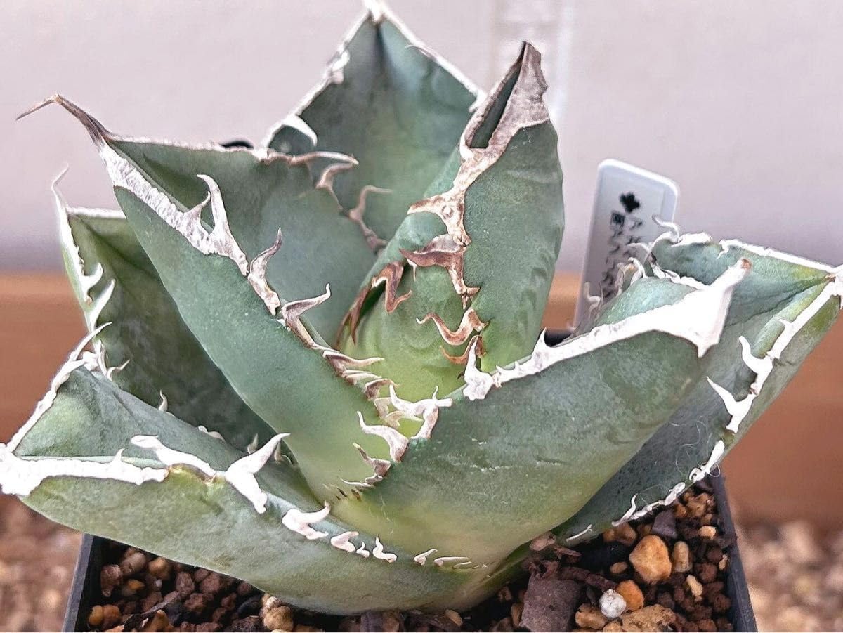 アガベ ー トランカータ 1株 抜き苗 No.2 パラ モンタナ アガベ