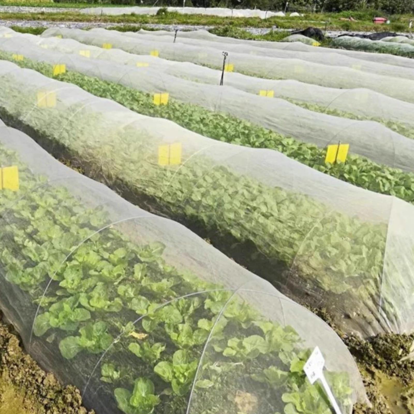 Malla Fina Insectos, Malla Antipajaros, Red Anti-Insectos Engrosado Proteger Verduras Plantas, Red de Jardín, Red de Protección contra Insectos, Malla Antipalomas para Huertos(4x30m)