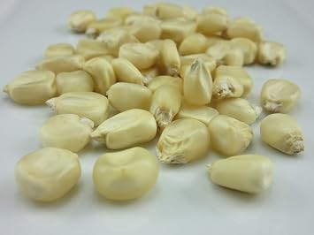1206-Giant Goliath Corn White Zea Mays Seeds by Robsrareandgiantseeds UPC0764425788591 Non-GMO,Organic,USA Grower,Farm,Showy,Open Pollinated,Silo,Ensilage,Tall,Competitions,1206 Package of 35 Seeds