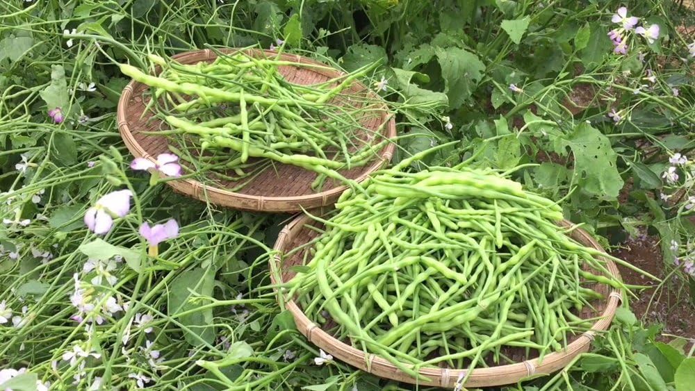 3x Thai Organic Rat Tail Radish Seed, Chiang mai, Thailand.