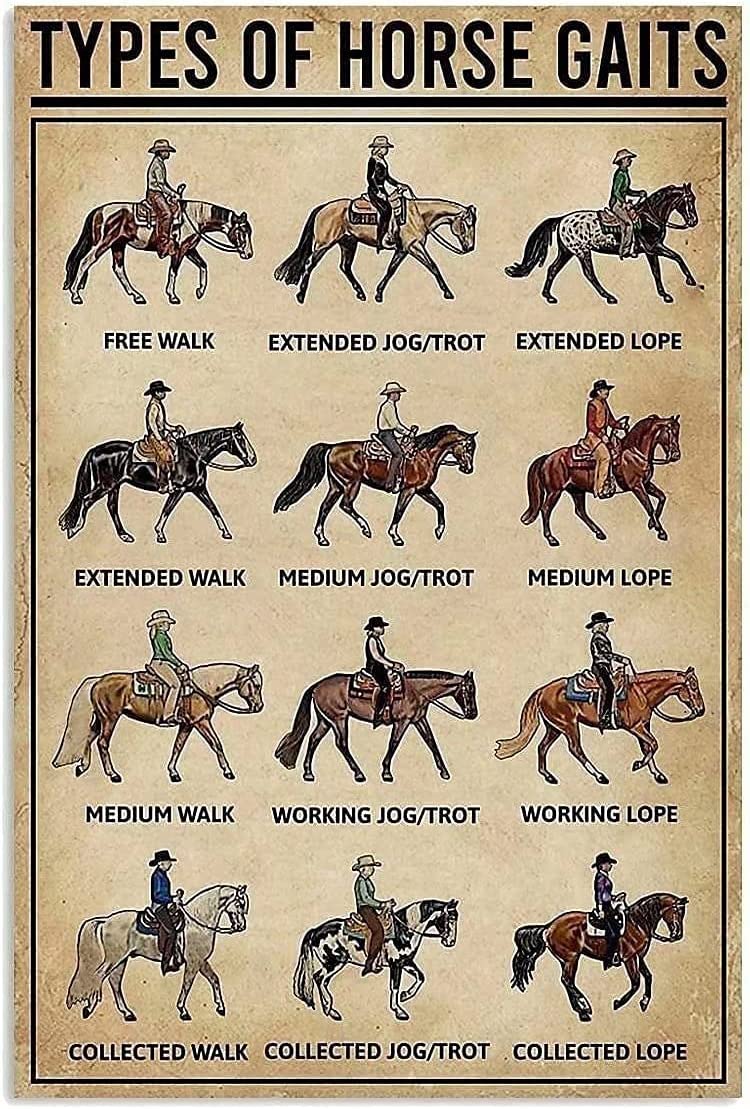 rayprint Types Of Horse Gaits Knowledge Metal Tin Sign Cave Home Toilet Bathroom Coffee Office Classroom Studio Wall Art Decor 12x16 Inches
