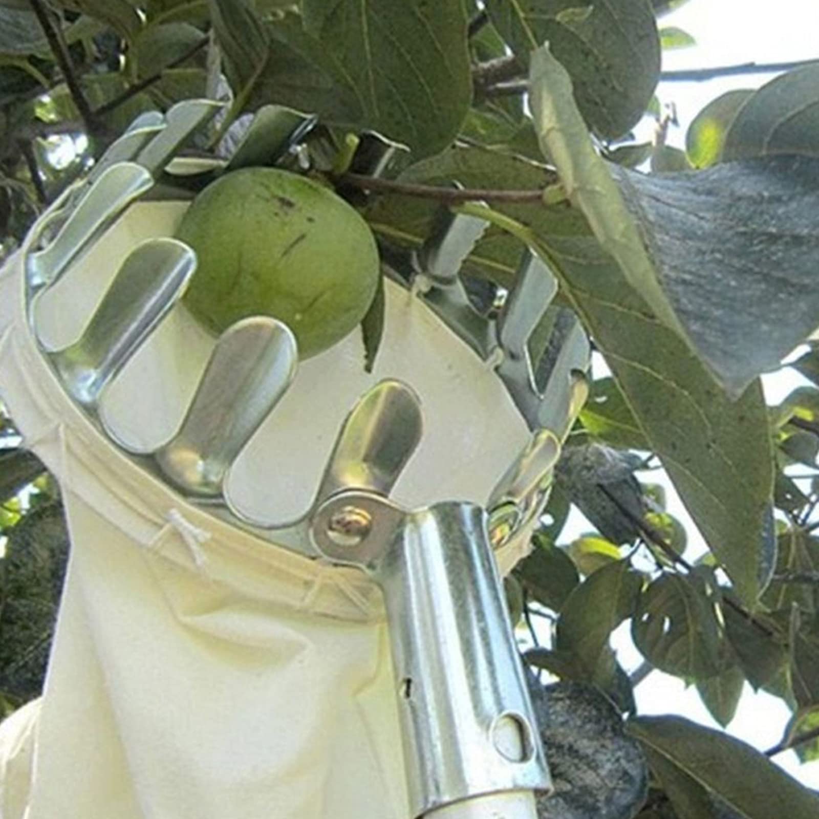 Élagage de Jardin Cueilleur de Fruits Jardinage Poire Outil de Cueillette de Pêches en Métal Collection Longue Distance Outils de Collecte 1 Pc