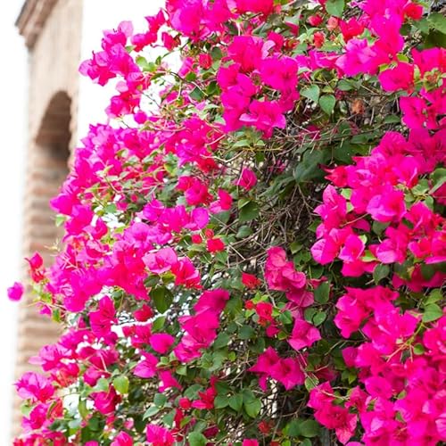 Pink Bougainvillea Plants, 4-8” Tall, Climbing Vines, No Pot