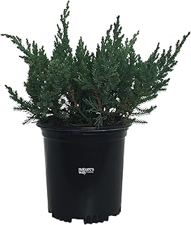 Nature's Way Farms Juniper Parsonii Outdoor Live Plant in Grower Pot (18-24 in. Tall)