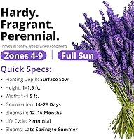 Vista 210 de HOME GROWN Semillas de diente de león para plantar 600 semillas de hierbas medicinales tradicionales (~ 0.01 oz) sin OMG cultivan hojas y flores