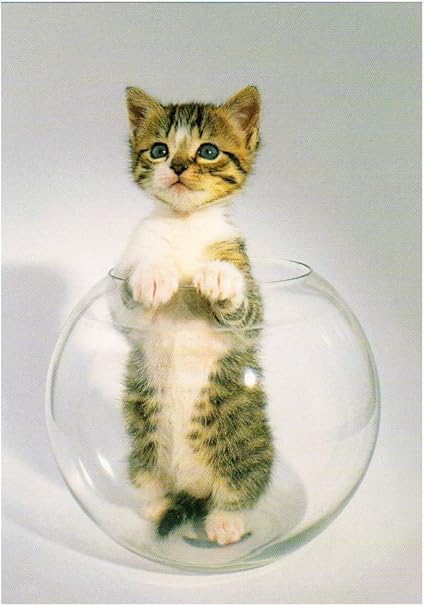 Amazon Co Jp Art Unlimited ポストカード 猫 金魚鉢 C9936 文房具 オフィス用品