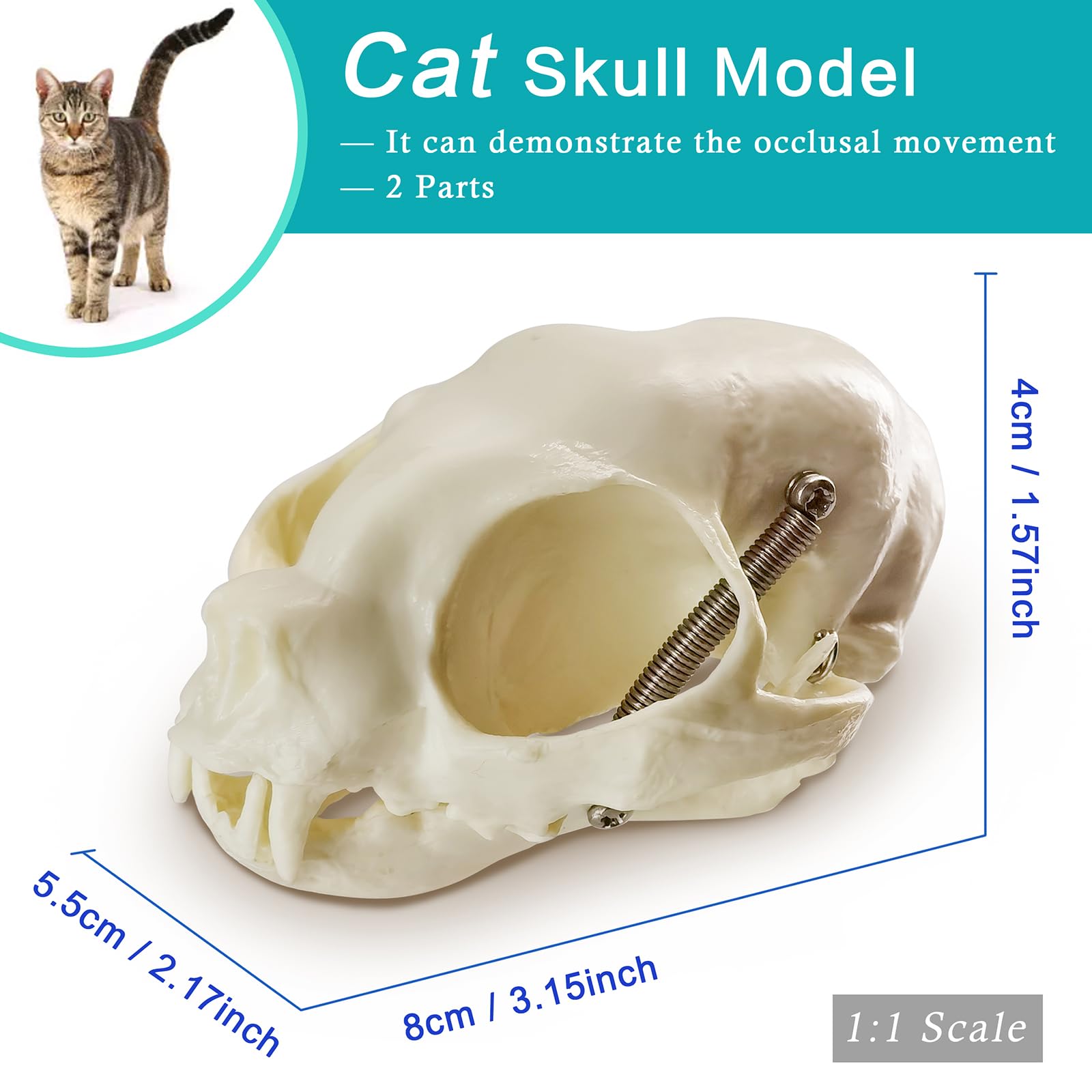 Amazon.com: MediTrainer Dog & Cat & Rabbit Skulls - 3 Animal Skull