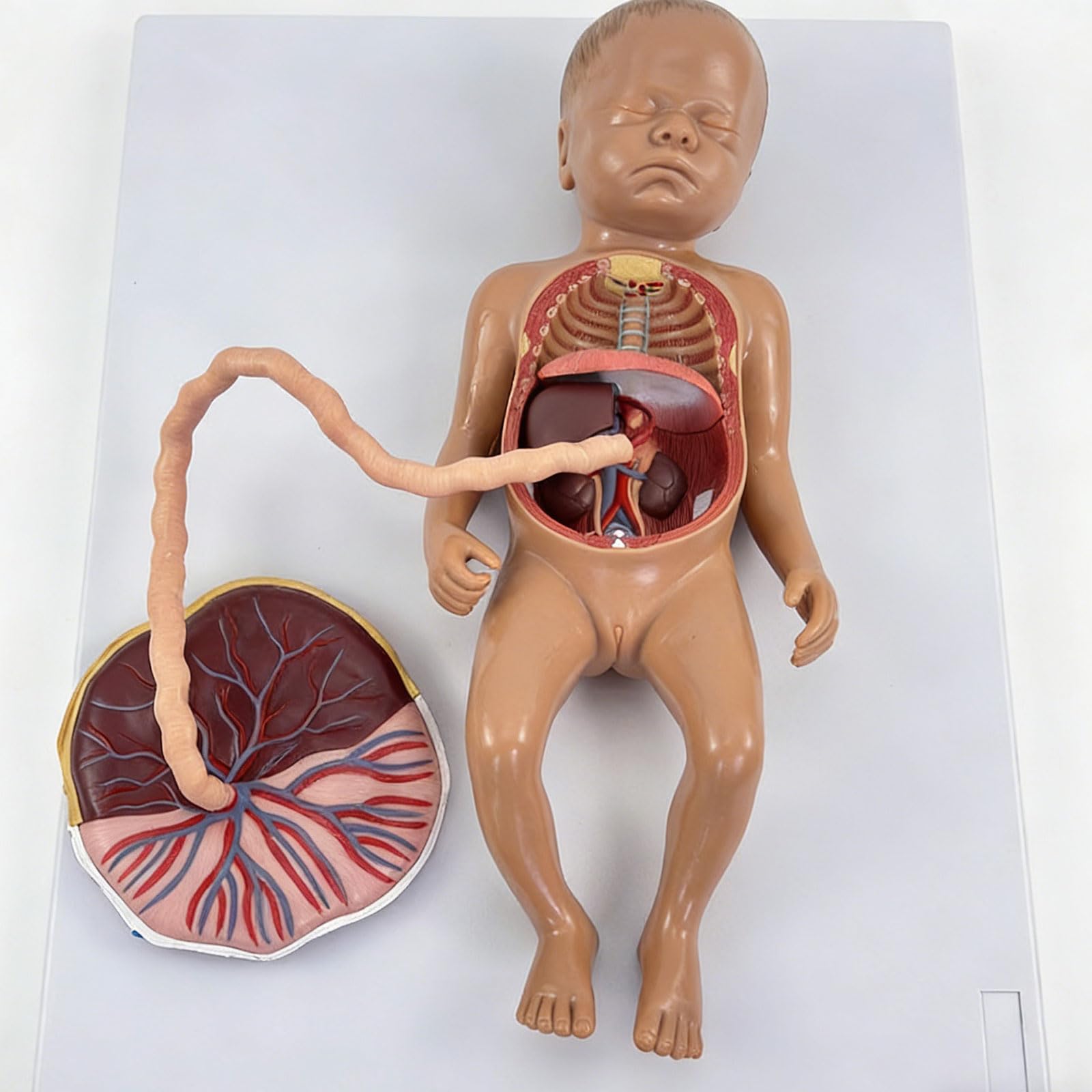 Sviluppo fetale educativo con struttura dei polmoni del cuore staccabile adatto per lo studio in classe Modello circolazione fetale Strumento educativo per l ' anatomia