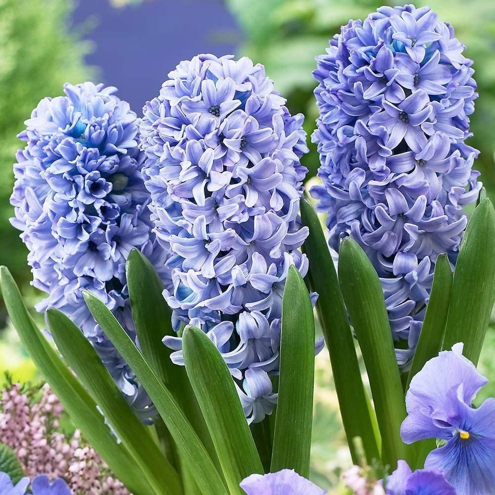 Hyacinth (3 Bulbs in a Pot) Blue Colour in 12cm Pot Size