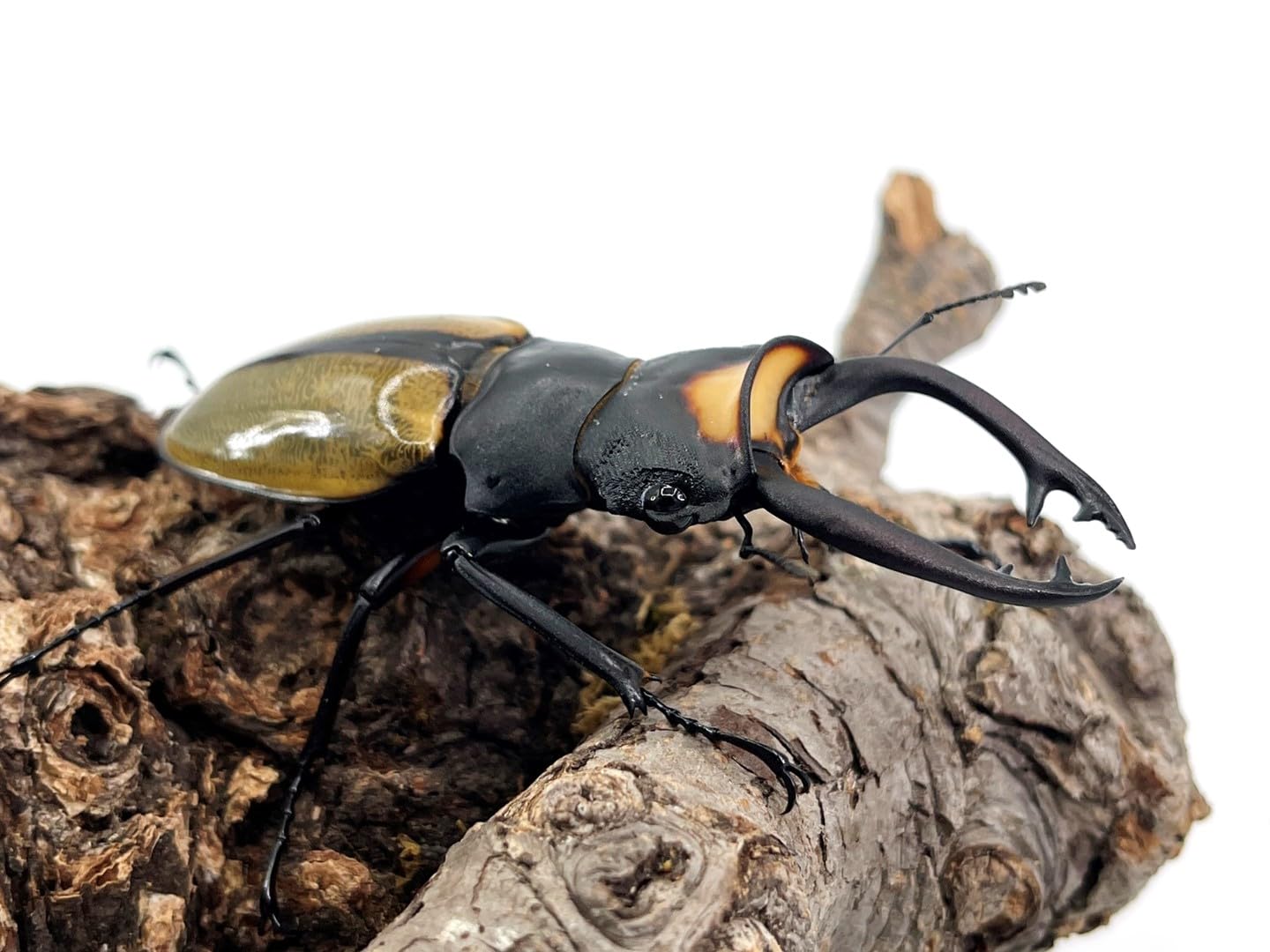 クワガタ WD グランディスオオクワガタ 78/48 成虫ペア - INSECT SHOP 美咲