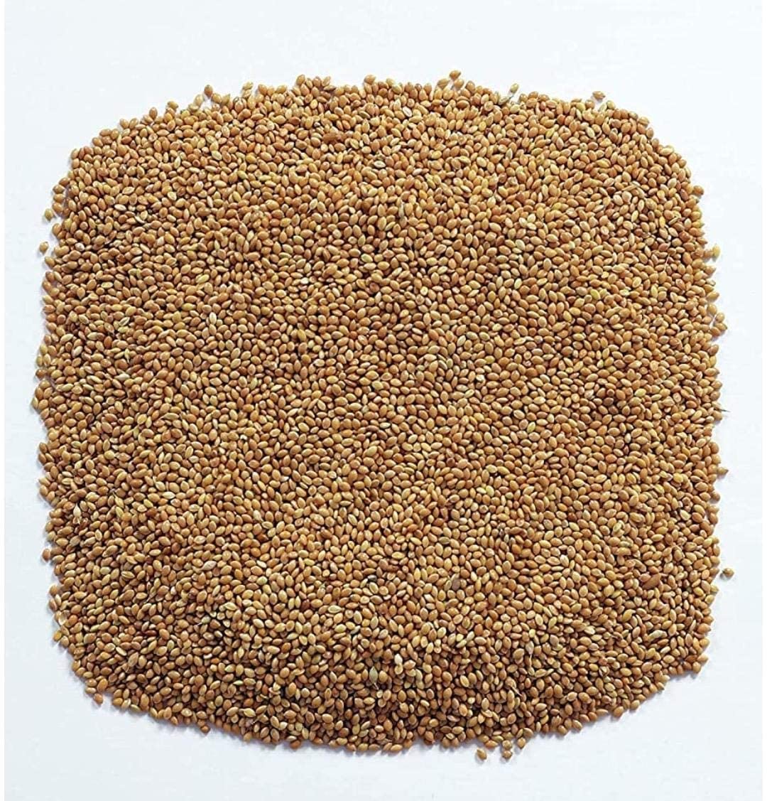Exalt Enterprises Premium Bird Food Foxtail Millet Select, Bird Food for Parrots, Finches, Parrot, Budgies, Lovebirds, Cockatiels 3 kg (B0B4F63SCM) Amazon Price History, Amazon Price Tracker