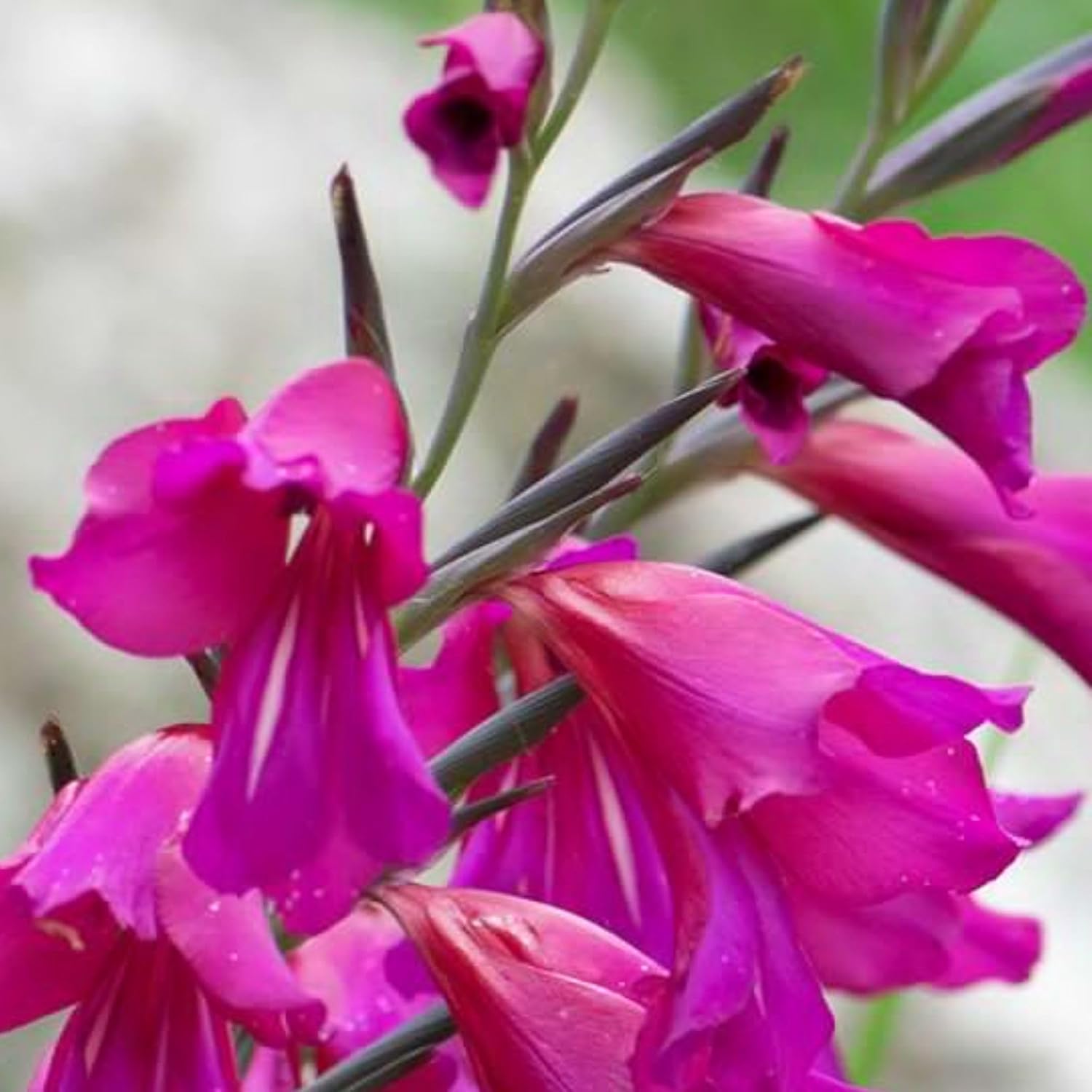 Byzantine Gladiolus Bulbs – Hardy Perennial Flower Bulbs with Magenta Orchid-Like Blooms, Easy to Grow Byzantine Gladiolus Bulbs for Planting, Deer Resistant & Pollinator Friendly