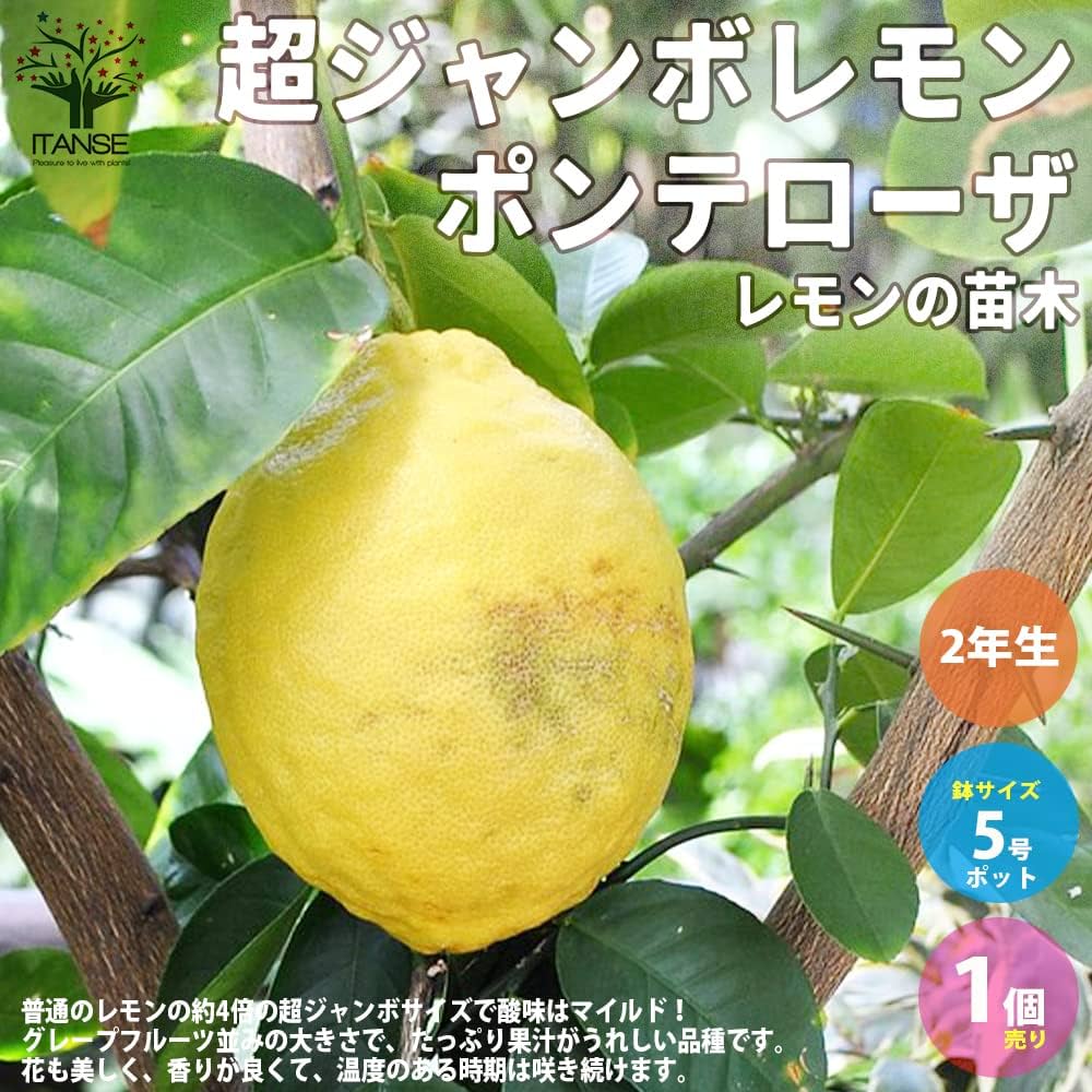 Amazon.co.jp: 超ジャンボレモン・ポンテローザ 挿し木2年生苗 5