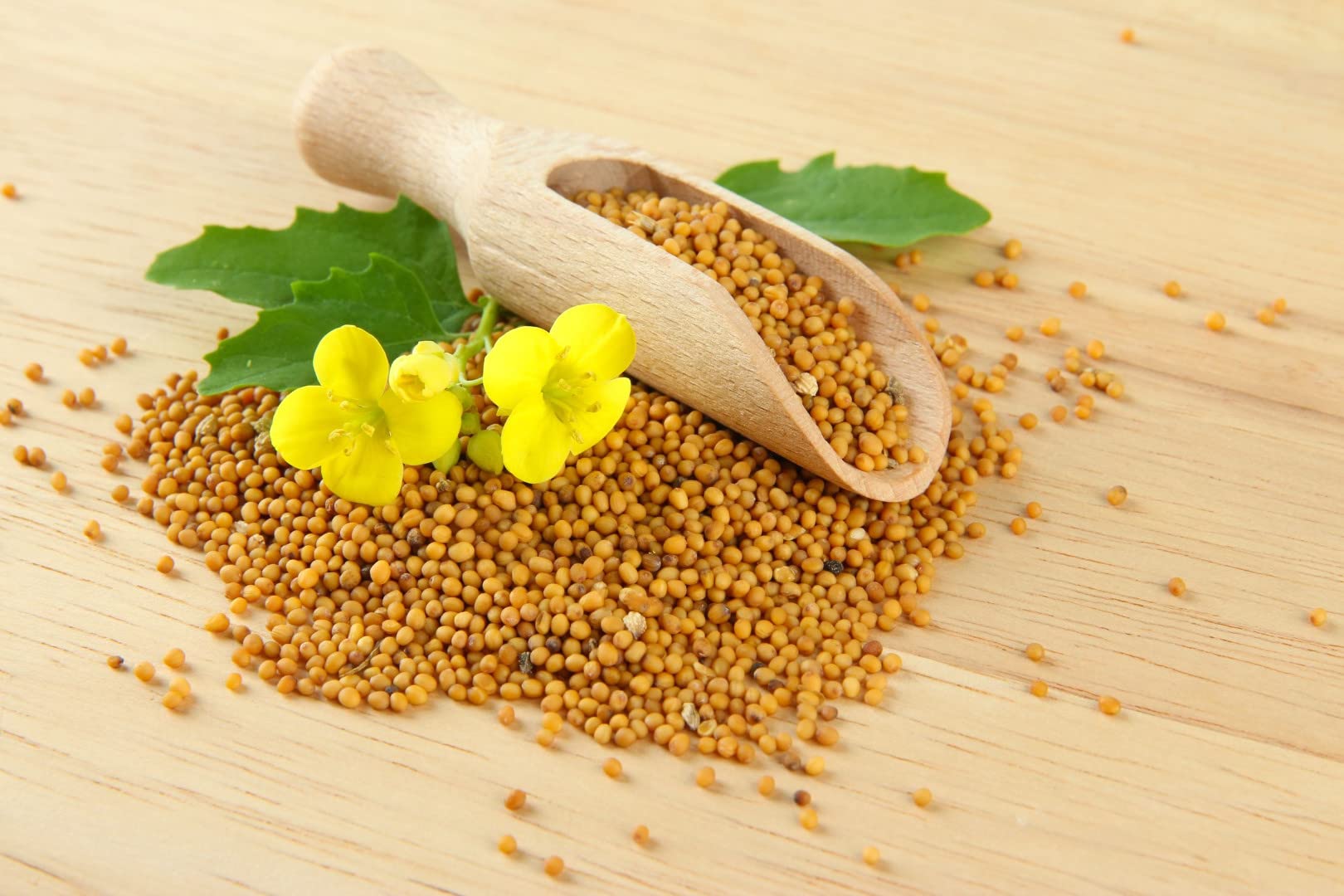 The Mustard Seeds ☆III Mustard-Seeds-Yellow_e353000f-