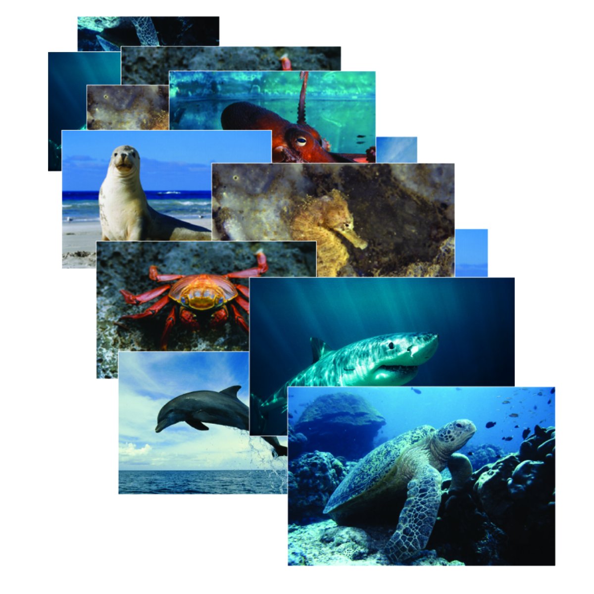 Stages Learning Sea Life Posters, 14 Real Photo Images, Multicolor