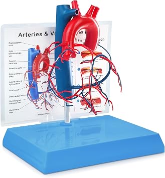 New Horizon Human Heart Model Vascular Cardiovascular Cardio, Natural Size, with Base Enlarged Coronary Anatomy Structure of Cardiovascular Arteries depicting Heart Veins | 血管心臓、ベース付き、冠状動脈解剖学、心臓静脈の描写