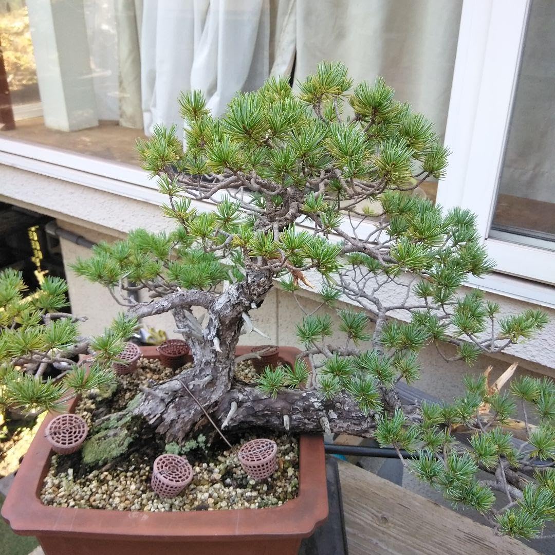 四国赤石五葉松 撮影日　　2023,10,15日 四国赤石五葉松 撮影日2023,10,15日 四国赤石五葉松 撮影日 2023,10,