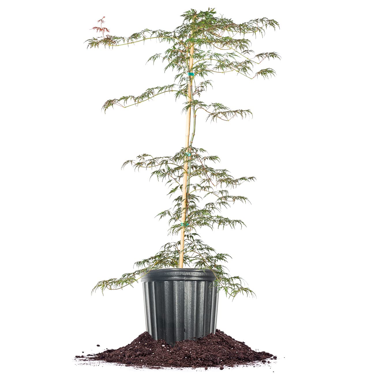 Orangeola Weeping Laceleaf Japanese Maple by Perfect Plants